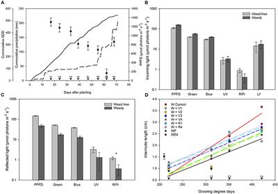 Duration of Weed Presence Influences the Recovery of Photosynthetic Efficiency and Yield in Common Bean (Phaseolus vulgaris L.)